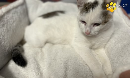 Katze Hoppel (Foto by Tiereck.at - Lavanttaler Tierhilfe)