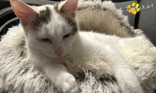 Katze Hoppel (Foto by Tiereck.at - Lavanttaler Tierhilfe)