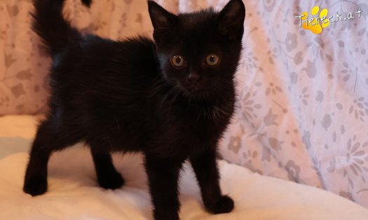 Katze Amalia (Foto by Tiereck.at - Lavanttaler Tierhilfe)