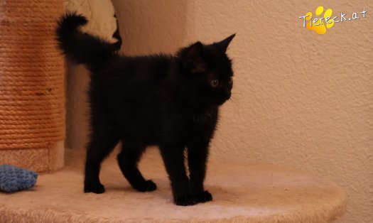 Katze Amalia (Foto by Tiereck.at - Lavanttaler Tierhilfe)