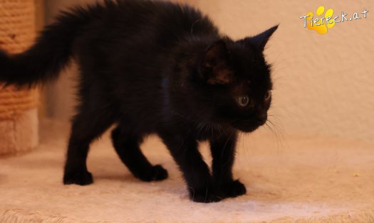 Katze Amalia (Foto by Tiereck.at - Lavanttaler Tierhilfe)