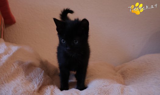 Katze Amalia (Foto by Tiereck.at - Lavanttaler Tierhilfe)