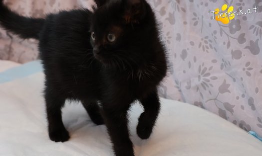 Katze Amalia (Foto by Tiereck.at - Lavanttaler Tierhilfe)