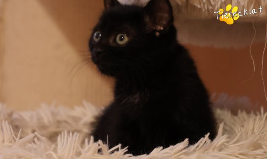 Katze Amalia (Foto by Tiereck.at - Lavanttaler Tierhilfe)