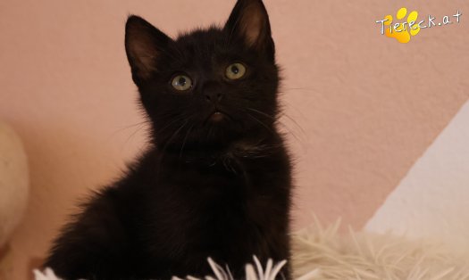 Katze Amalia (Foto by Tiereck.at - Lavanttaler Tierhilfe)