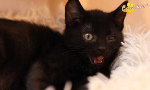 Katze Amalia (Foto by Tiereck.at - Lavanttaler Tierhilfe)