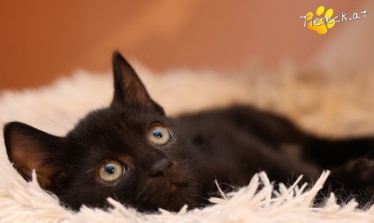 Katze Amalia (Foto by Tiereck.at - Lavanttaler Tierhilfe)