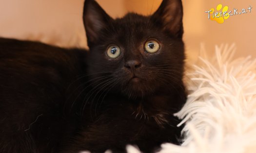 Katze Amalia (Foto by Tiereck.at - Lavanttaler Tierhilfe)