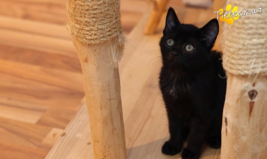 Katze Amalia (Foto by Tiereck.at - Lavanttaler Tierhilfe)