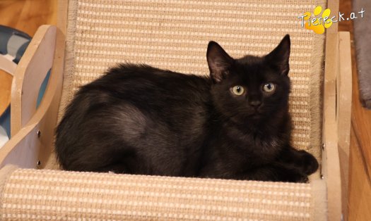 Katze Amalia (Foto by Tiereck.at - Lavanttaler Tierhilfe)