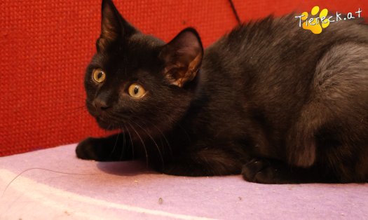 Katze Amalia (Foto by Tiereck.at - Lavanttaler Tierhilfe)