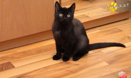 Katze Amalia (Foto by Tiereck.at - Lavanttaler Tierhilfe)