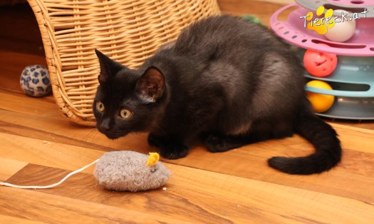 Katze Amalia (Foto by Tiereck.at - Lavanttaler Tierhilfe)