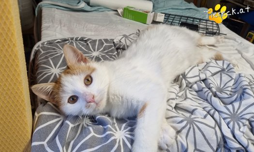 Katze Helios (Foto by Tiereck.at - Lavanttaler Tierhilfe)