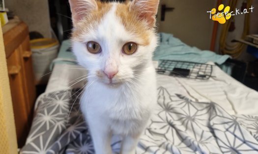 Katze Helios (Foto by Tiereck.at - Lavanttaler Tierhilfe)