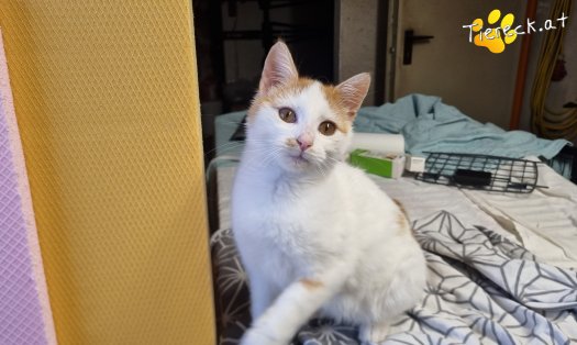 Katze Helios (Foto by Tiereck.at - Lavanttaler Tierhilfe)