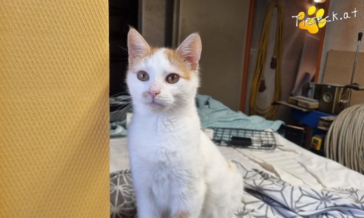 Katze Helios (Foto by Tiereck.at - Lavanttaler Tierhilfe)