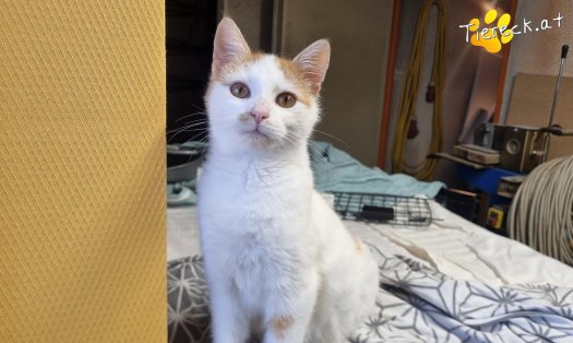 Katze Helios (Foto by Tiereck.at - Lavanttaler Tierhilfe)