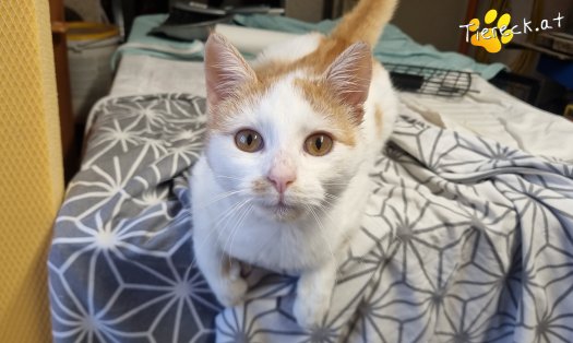 Katze Helios (Foto by Tiereck.at - Lavanttaler Tierhilfe)