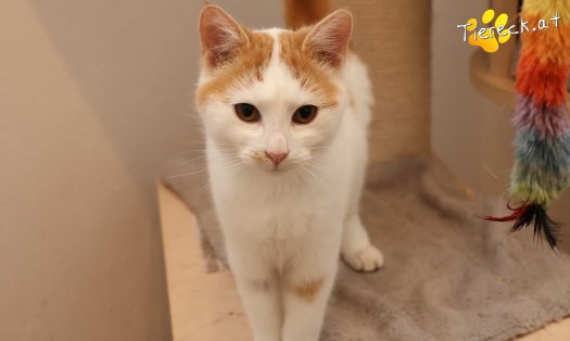 Katze Helios (Foto by Tiereck.at - Lavanttaler Tierhilfe)