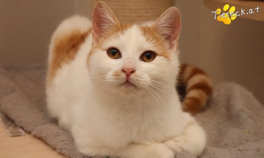 Katze Helios (Foto by Tiereck.at - Lavanttaler Tierhilfe)