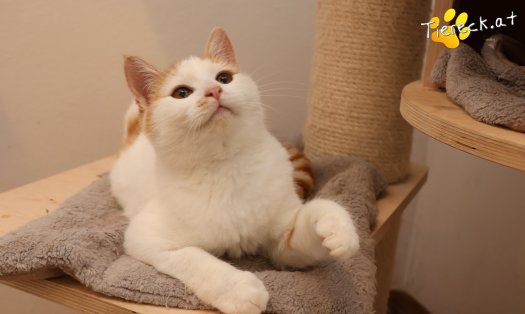 Katze Helios (Foto by Tiereck.at - Lavanttaler Tierhilfe)