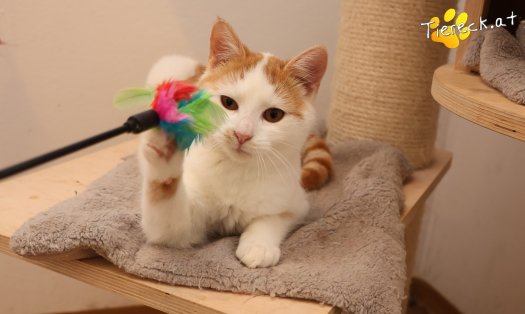 Katze Helios (Foto by Tiereck.at - Lavanttaler Tierhilfe)