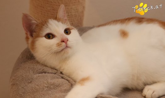 Katze Helios (Foto by Tiereck.at - Lavanttaler Tierhilfe)