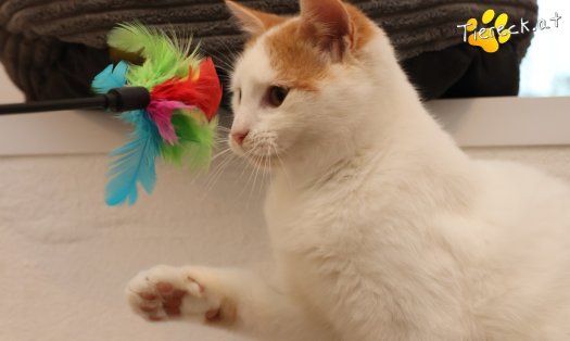 Katze Helios (Foto by Tiereck.at - Lavanttaler Tierhilfe)