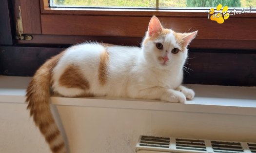 Katze Helios (Foto by Tiereck.at - Lavanttaler Tierhilfe)