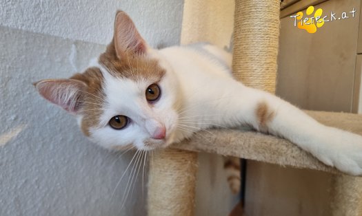 Katze Helios (Foto by Tiereck.at - Lavanttaler Tierhilfe)