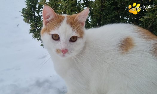 Katze Helios (Foto by Tiereck.at - Lavanttaler Tierhilfe)