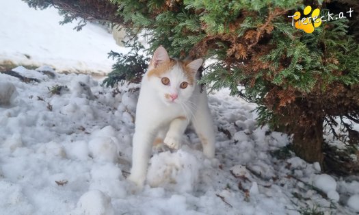 Katze Helios (Foto by Tiereck.at - Lavanttaler Tierhilfe)