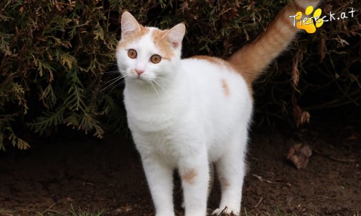 Katze Helios (Foto by Tiereck.at - Lavanttaler Tierhilfe)