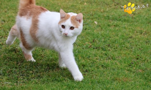 Katze Helios (Foto by Tiereck.at - Lavanttaler Tierhilfe)