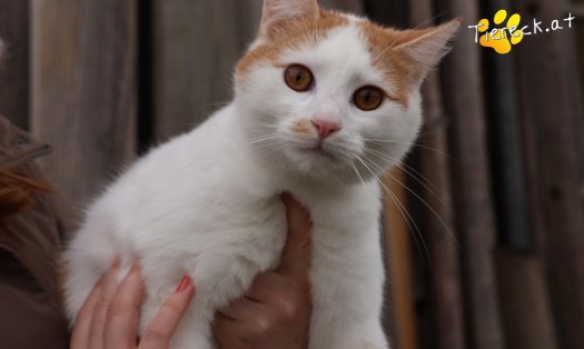 Katze Helios (Foto by Tiereck.at - Lavanttaler Tierhilfe)