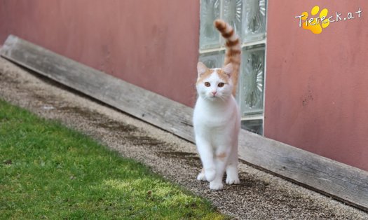 Katze Helios (Foto by Tiereck.at - Lavanttaler Tierhilfe)