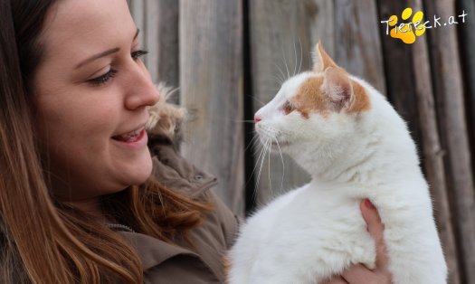 Katze Helios (Foto by Tiereck.at - Lavanttaler Tierhilfe)
