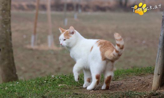 Katze Helios (Foto by Tiereck.at - Lavanttaler Tierhilfe)