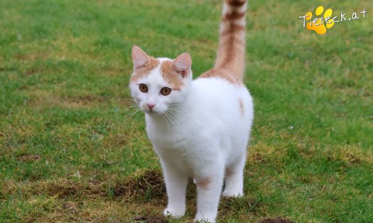 Katze Helios (Foto by Tiereck.at - Lavanttaler Tierhilfe)