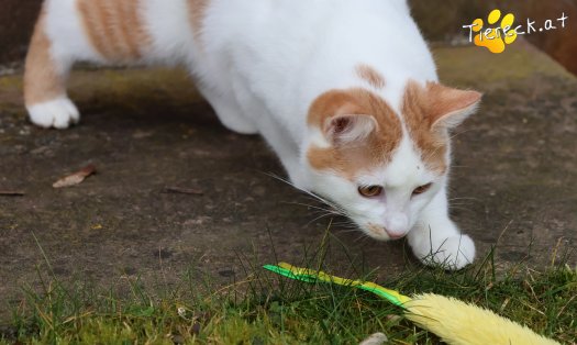 Katze Helios (Foto by Tiereck.at - Lavanttaler Tierhilfe)