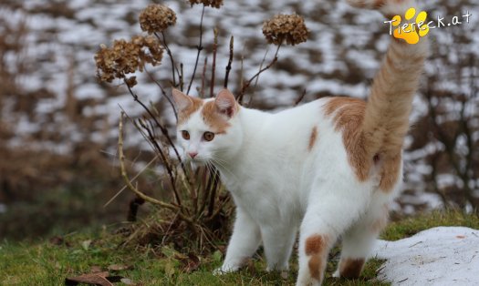 Katze Helios (Foto by Tiereck.at - Lavanttaler Tierhilfe)