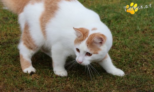 Katze Helios (Foto by Tiereck.at - Lavanttaler Tierhilfe)