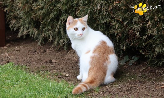 Katze Helios (Foto by Tiereck.at - Lavanttaler Tierhilfe)