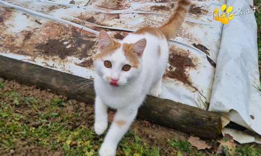 Katze Helios (Foto by Tiereck.at - Lavanttaler Tierhilfe)