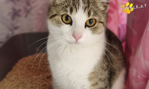 Katze Fortuna (Foto by Tiereck.at - Lavanttaler Tierhilfe)