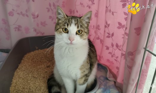 Katze Fortuna (Foto by Tiereck.at - Lavanttaler Tierhilfe)