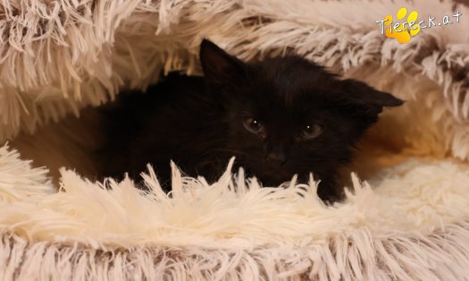Katze Coco (Foto by Tiereck.at - Lavanttaler Tierhilfe)