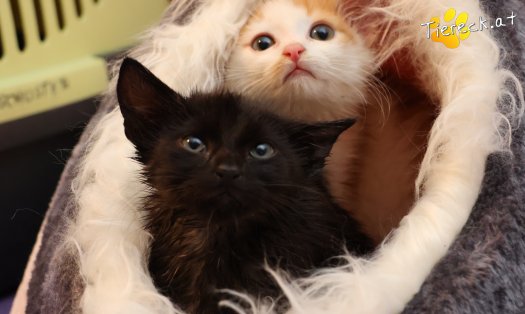 Katze Coco (Foto by Tiereck.at - Lavanttaler Tierhilfe)