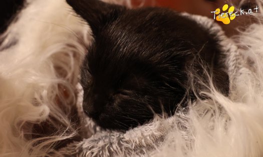 Katze Coco (Foto by Tiereck.at - Lavanttaler Tierhilfe)